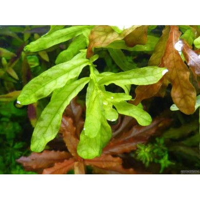 Ludwigia inclinata “Green”
