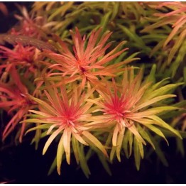 Ludwigia inclinata var. verticillata 