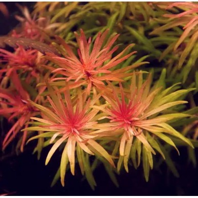 Ludwigia inclinata var. verticillata 
