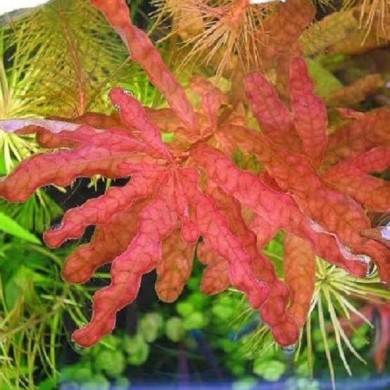 Ludwigia inclinata