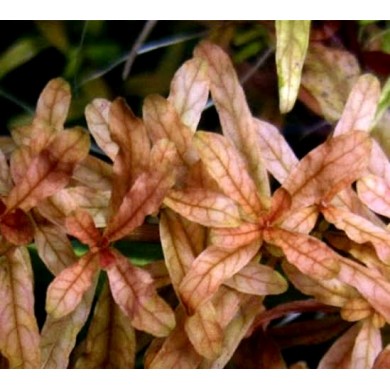 Ludwigia inclinata