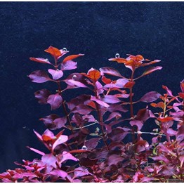 Ludwigia palustris