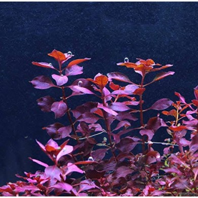 Ludwigia palustris