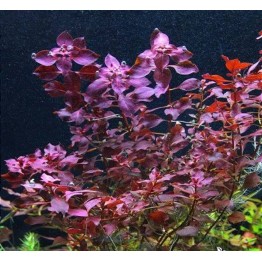 Ludwigia palustris