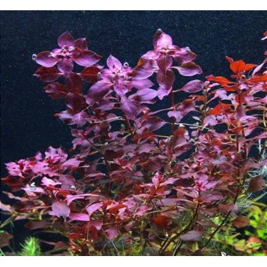 Ludwigia palustris