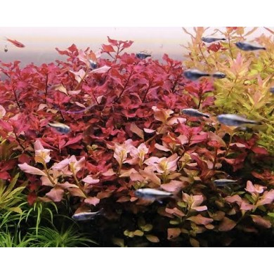 Ludwigia palustris