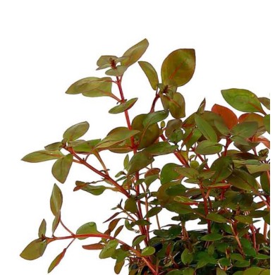 Ludwigia palustris