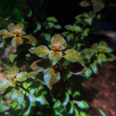 Ludwigia palustris