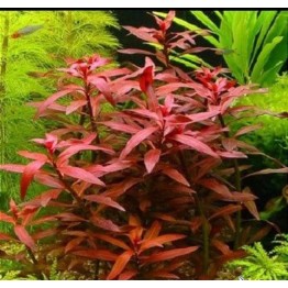 Ludwigia sp. “Red”