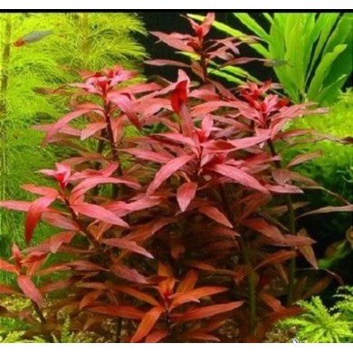 Ludwigia sp. “Red”