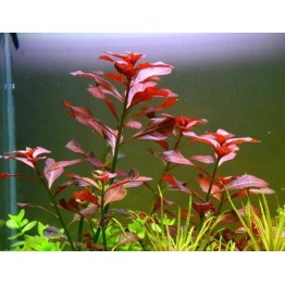 Ludwigia sp. “Red”