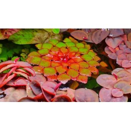Ludwigia sedioides