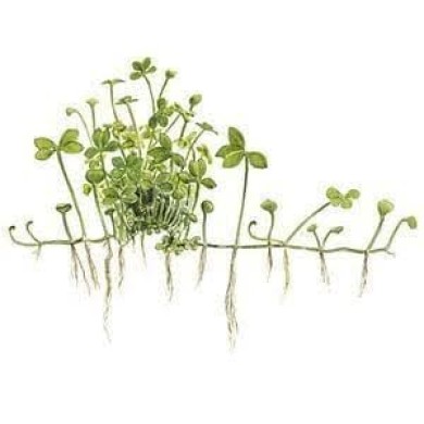 Marsilea hirsuta 