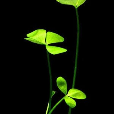 Marsilea hirsuta 