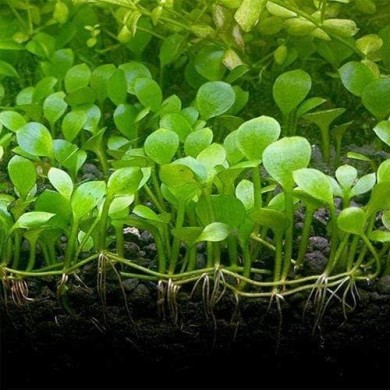 Marsilea hirsuta 
