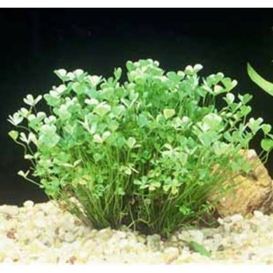 Marsilea hirsuta 