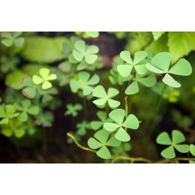 Marsilea hirsuta 