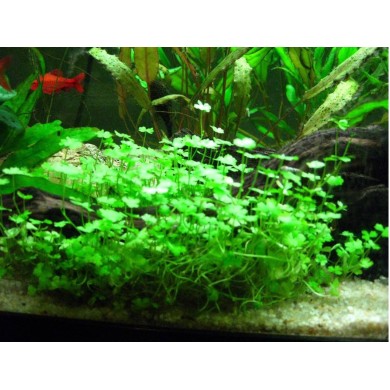 Marsilea hirsuta 