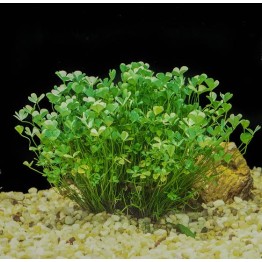 Marsilea quadrifolia 