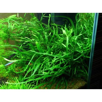Microsorum pteropus 'Narrow Leaf'