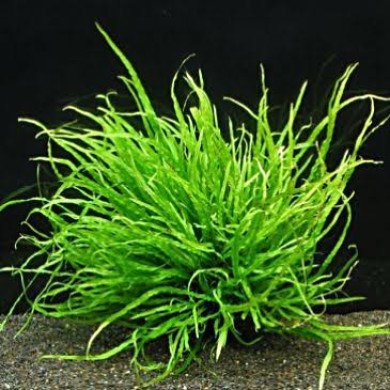 Microsorum pteropus 'Narrow Leaf'