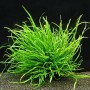 Microsorum pteropus 'Narrow Leaf' 