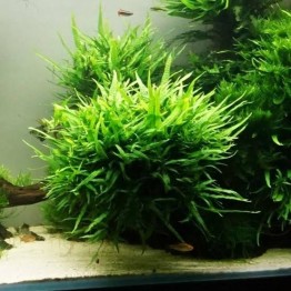 Microsorum pteropus 'Narrow Leaf'