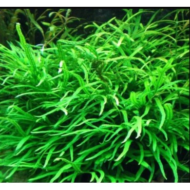 Microsorum pteropus 'Narrow Leaf'