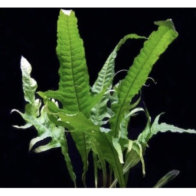 Microsorum pteropus "Tropica"