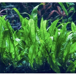 Microsorum pteropus "Tropica"