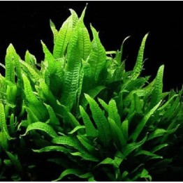 Microsorum pteropus "Tropica"