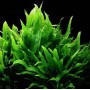 Microsorum pteropus "Tropica" 