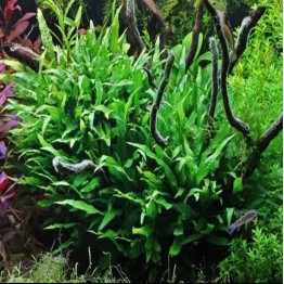 Microsorum pteropus