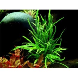 Microsorum pteropus ‘Trident’