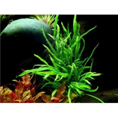 Microsorum pteropus ‘Trident’