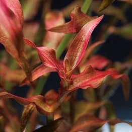 Murdannia sp. “Red”