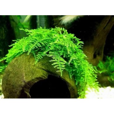 Musgo Christmas moss