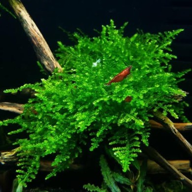 Musgo Christmas moss