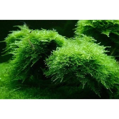 Musgo Christmas moss
