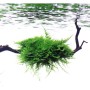 Musgo Christmas moss 