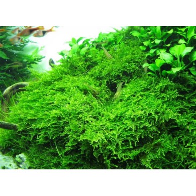 Musgo Christmas moss