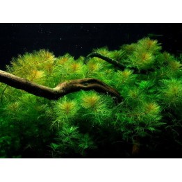 Myriophyllum mattogrossense