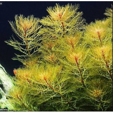 Myriophyllum mattogrossense