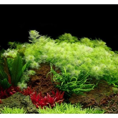 Myriophyllum mattogrossense