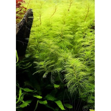 Myriophyllum mattogrossense