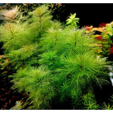 Myriophyllum mattogrossense