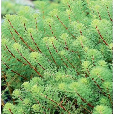 Myriophyllum mattogrossense