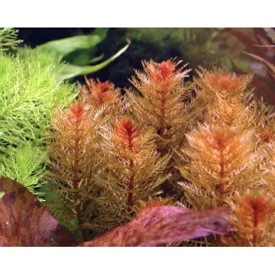 Myriophyllum tuberculatum