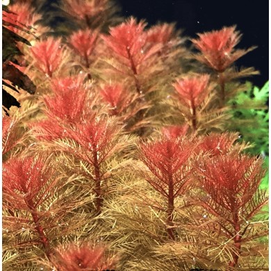 Myriophyllum tuberculatum