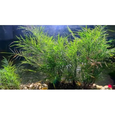 Najas indica 